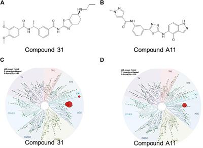 Rho-Kinase 1/2 Inhibition Prevents Transforming Growth Factor-β-Induced Effects on Pulmonary Remodeling and Repair